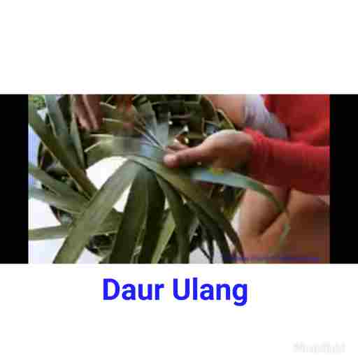  Cara  Membuat  Kerajinan  Tangan Topi Dari Daun  Kelapa Yang  