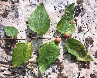 Celtis reticulata