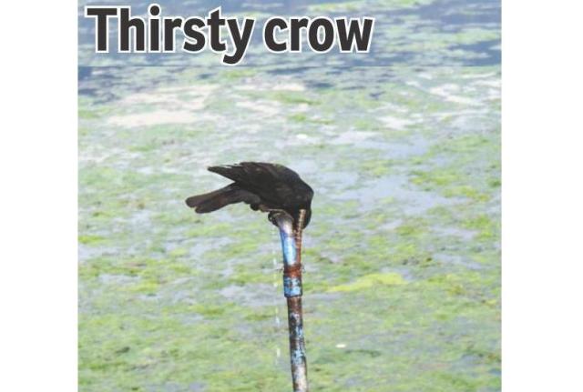 Thirsty crow Wise as always: