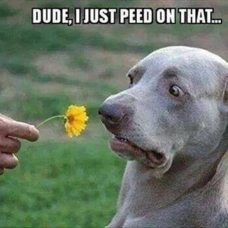 Cute Dog Quotes : Dude, I just peed on that #cutedog