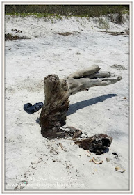 Driftwood-Cape San Blas, Florida-The Forgotten Coast- From My Front Porch To Yours