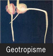 Gerak GEotropisme