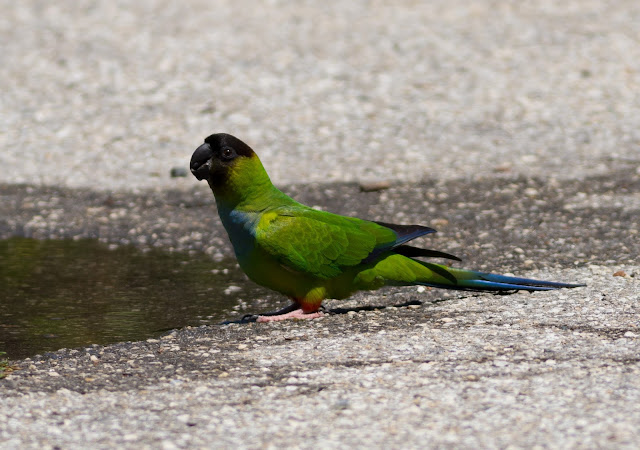 Nanday Parakeet - Fort De Soto Park, Florida