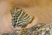 Argynnis childreni