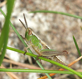 Meadow grasshopper, Chorthippus parallelus, in a grassy clearing in the woods on Hayes Common, 17 May 2011.