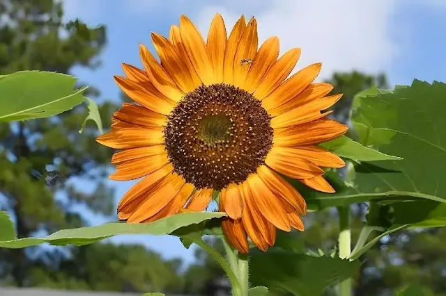 Los girasoles desafían la explicación tradicional del heliotropismo, ya que un estudio revela que su comportamiento de seguir al sol no se debe a la fototropina. Los científicos aún no tienen una explicación clara para este fenómeno, lo que plantea misterios sobre la sensibilidad a la luz y el crecimiento de las plantas en la naturaleza.