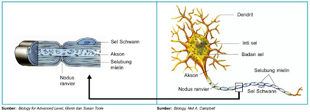 sel neuron terbagi atas beberapa bab adalah tubuh Pintar Pelajaran Bagian dan Fungsi Sel Saraf (Neuron) Manusia