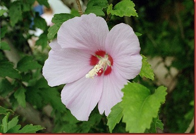 rose of sharon