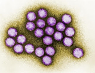 Adenovirus Diagnostic Testing