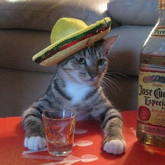 funny animal pictures, animals in sombreros, animal wearing sombreros, cute animal pictures, animals wears hats