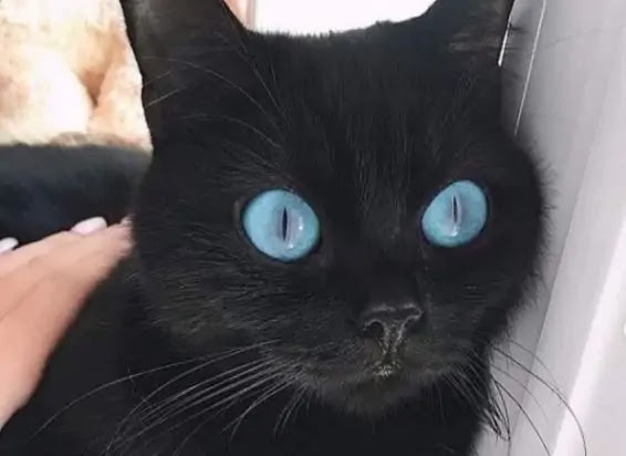 ojos-azules-noir-aux-yeux-bleus