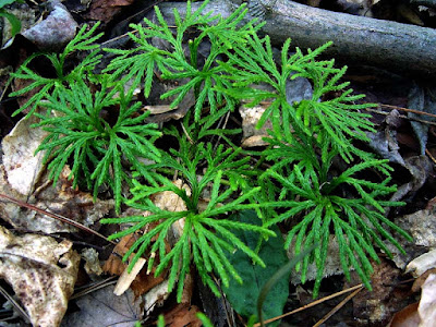 Lycopodium digitatum