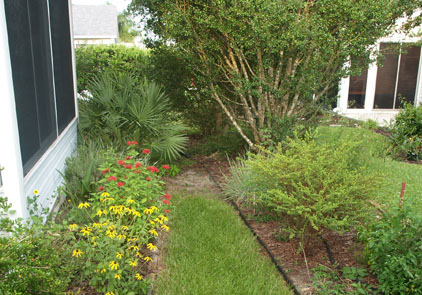 Landscape Plants For South Florida