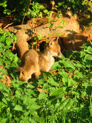 Two fox cubs in front of tree roots, stinging nettles in foreground (photo)