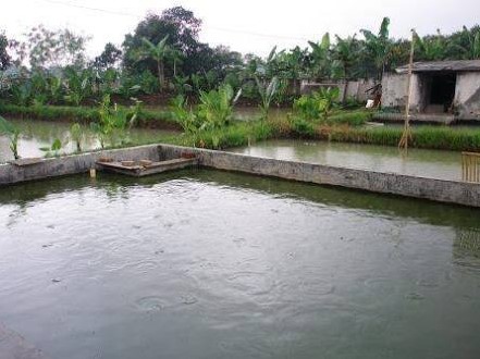 Jenis Kolam Untuk Budidaya Gurame Terbaik