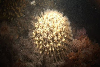 Antarctic Sponge