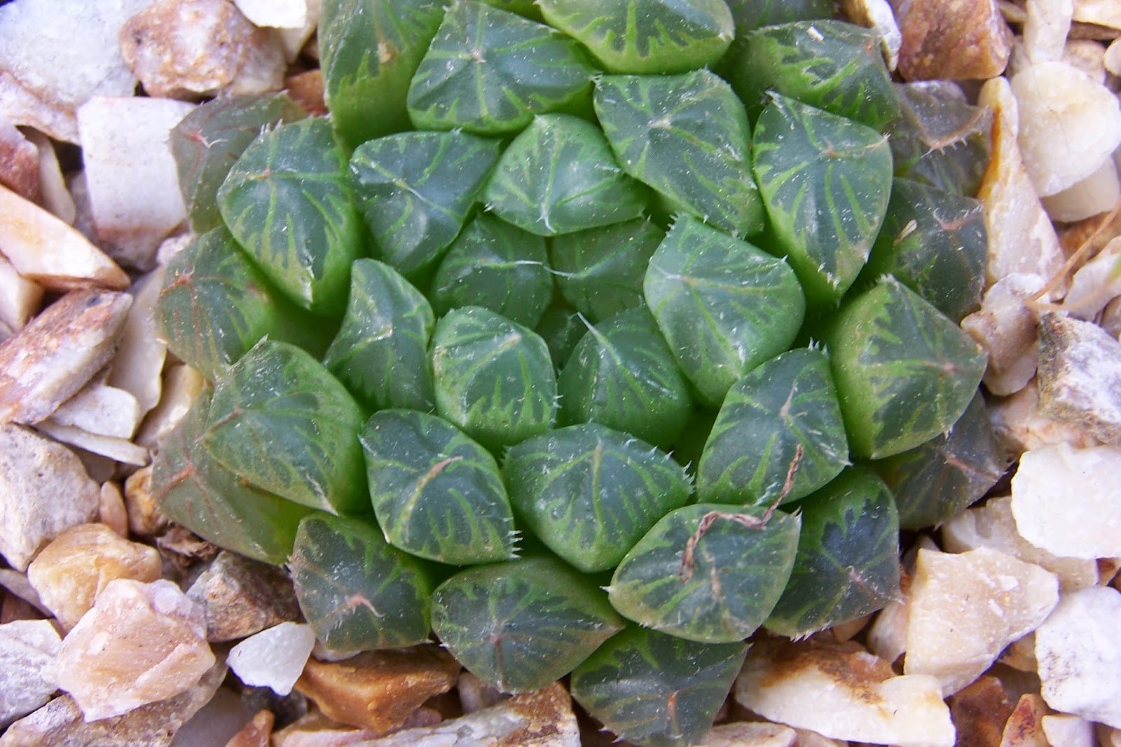 Oregon Cactus Blog: Haworthia cooperi var. pilifera ex ...