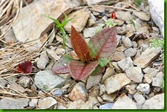 clip_image050
