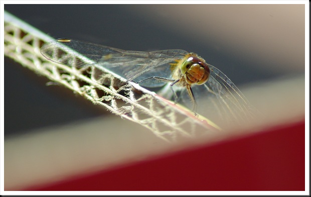 dragonfly-composite1x