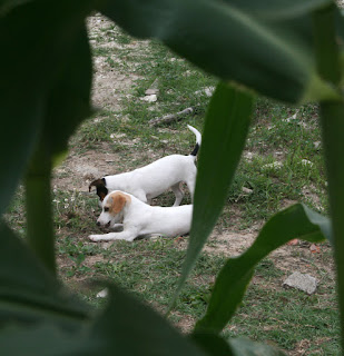 Spying on the girls between the corn leaves