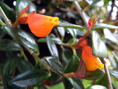 columnea goldfish plant. Goldfish Plant (Nematanthus