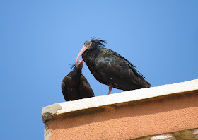 Northern Bald Ibis - Sidi Wassay, Morocco