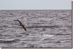 Cory's Shearwater