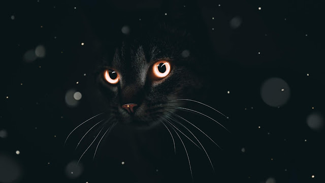 Download Black Cat Wallpaper, Full Hd Images. 