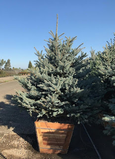 Blue Spruce, Colorado, dwarf spruce