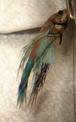 crowntail betta