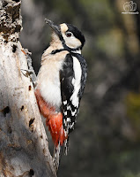 pico picapinos (Dendrocopos major)