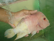 breeding flowerhorn. Email ThisBlogThis!Share to TwitterShare to 