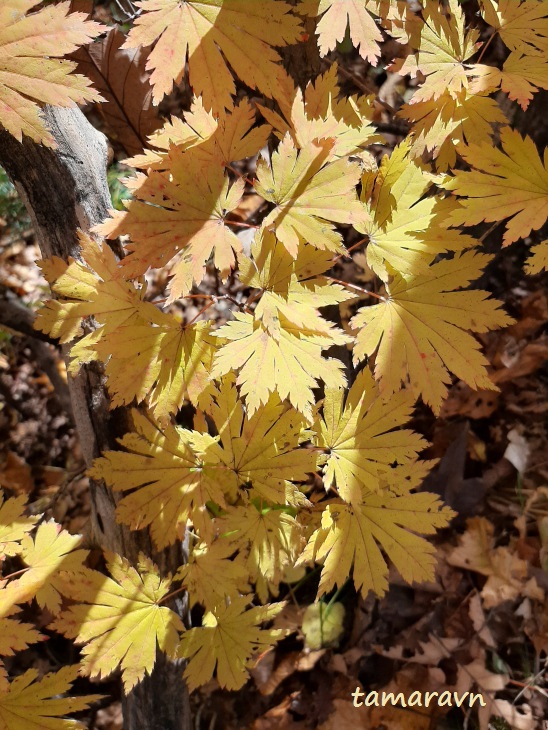 Клён ложнозибольдов (Acer pseudosieboldianum)