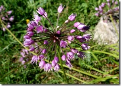 aaa Allium_lusitanicum