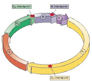 resulasi siklus sel, regulasi mitosis, mitosis, pengaturan mitosis