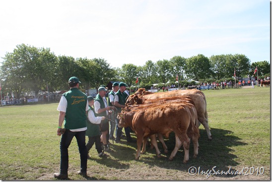 Dyrskue 2010 012