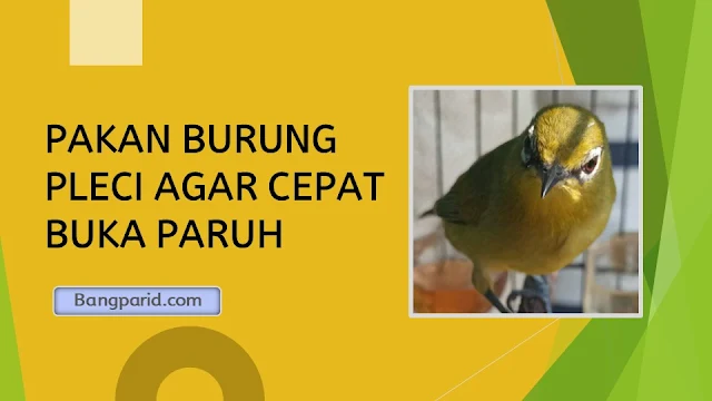 PAKAN BURUNG PLECI AGAR CEPAT BUKA PARUH