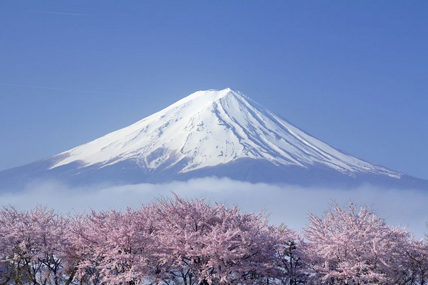 SAKURA Mt.Fuji