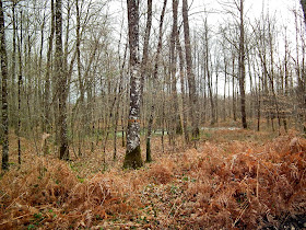 Marked Sessile Oak trees in a section of forest managed for timber.  Indre et Loire, France. Photographed by Susan Walter. Tour the Loire Valley with a classic car and a private guide.