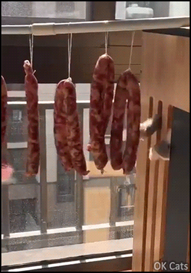 Funny Cat GIF • Starved cat tries to catch fresh sausage. So close yet so far away [ok-cats.com]