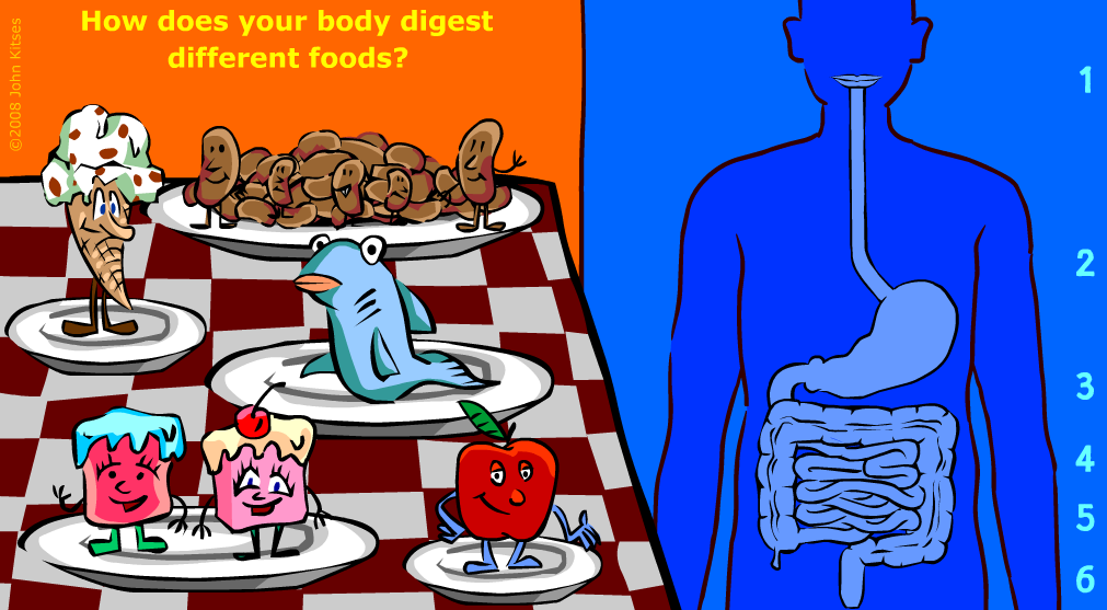 http://kitses.com/animation/swfs/digestion.swf