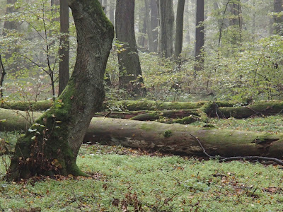 Puszcza Niepołomicka, rezerwat Lipówka, grzyby 2016, grzyby w październiku, grzyby nadrzewne, grzybówki, Mycena, czernidłaki, Coprinus, ziarnówka