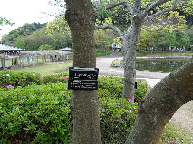 東郷湖羽合臨海公園あやめ池公園