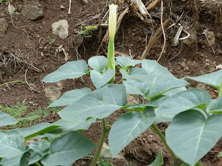 Datura metel - Herbe diable - Stramoine métel