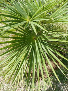 Coccothrinax proctorii - Palmier de Protcor