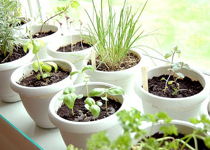 indoor herb garden on sunny windowsill