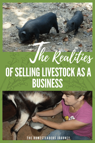 Selling Livestock as a business on your homestead. What worked for us and what didn't! #farmbusiness #homesteader #sellinglivestock