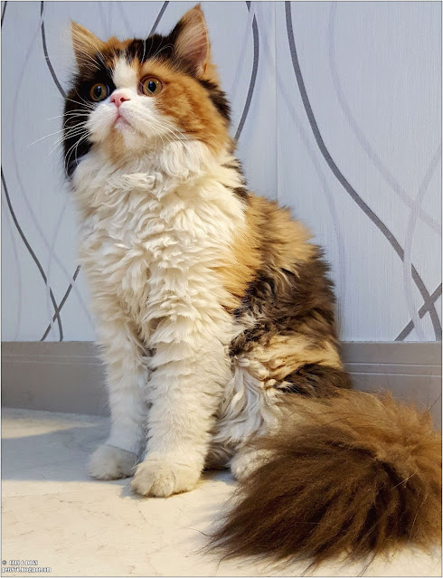 persian cat