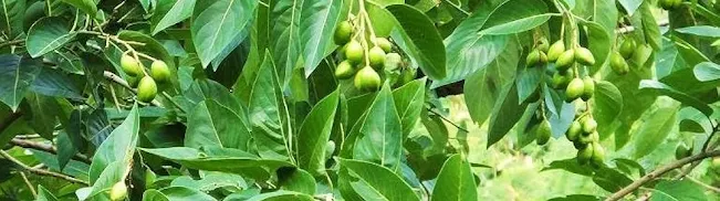 TERMINALIA CHEBULA, हर्रो, Harro