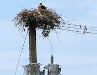 Osprey nest on de-energized electrical pole, PEI, Canada - by Denise Motard
